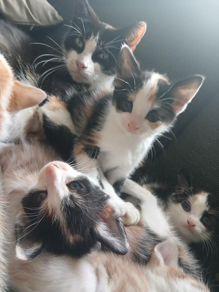 3 sociale en lieve lapjes kittens, Dieren en Toebehoren, Katten en Kittens | Overige Katten, Poes