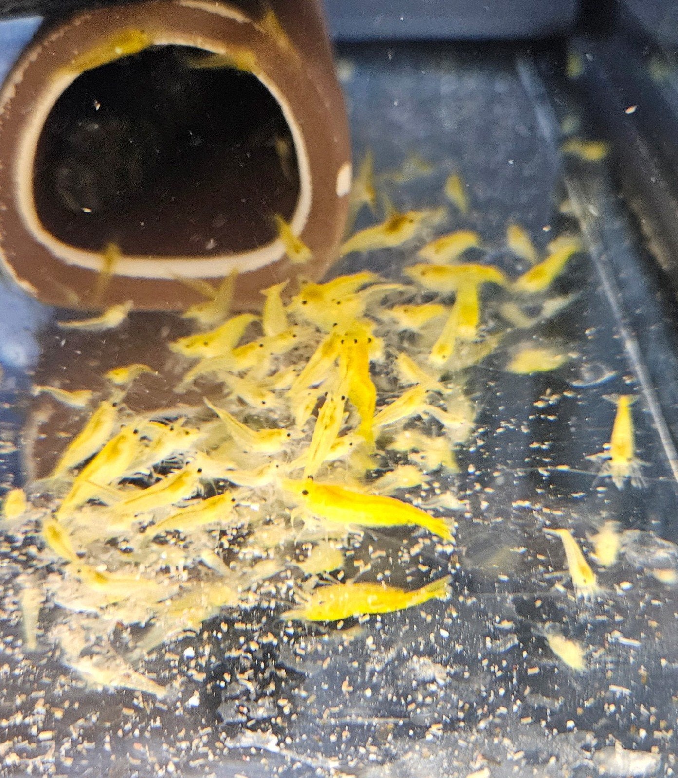 Yellow Fire Neocaridina garnalen, Dieren en Toebehoren, Kreeft, Krab of Garnaal, Zoetwatervis