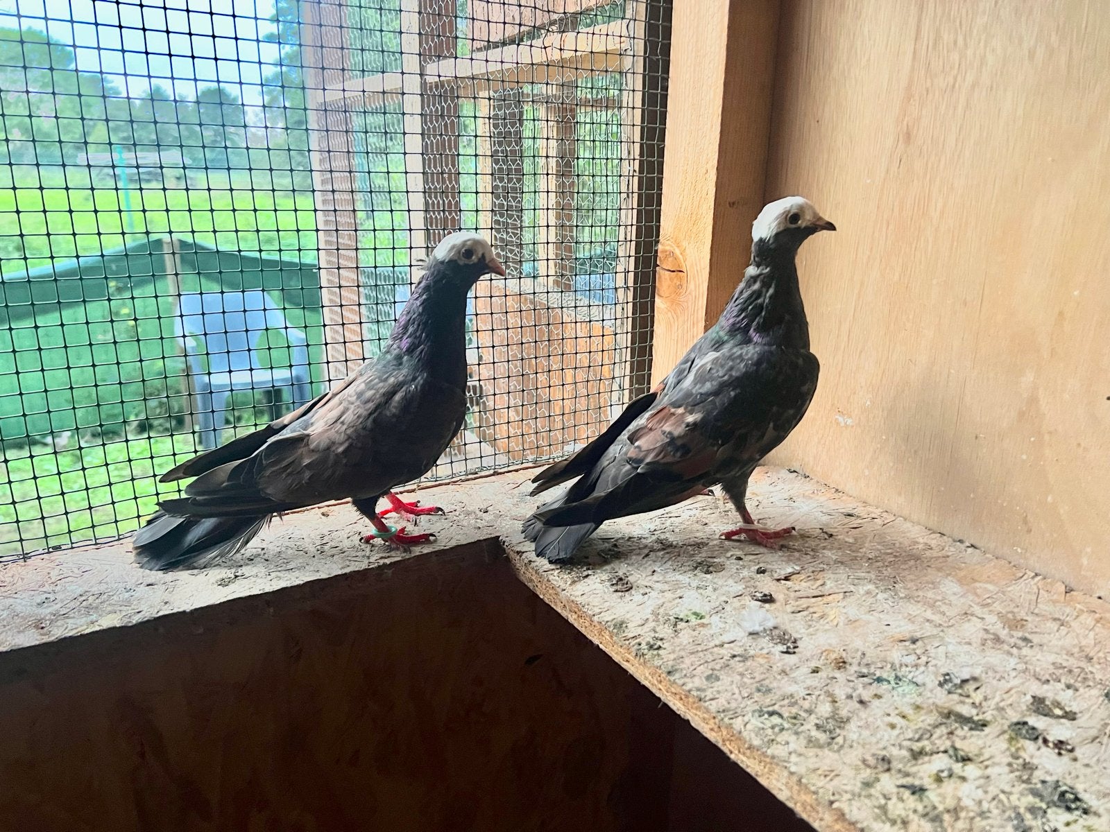 Duiven, Dieren en Toebehoren