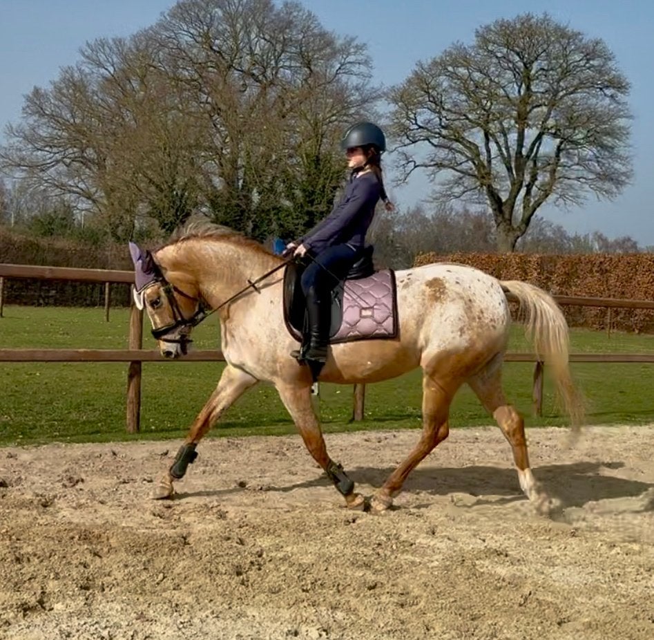 Betrouwbare kinderpony / recreatiepony / appaloosa / D pony, Dieren en Toebehoren, Merrie, 11 jaar of ouder, Recreatiepony, D pony (1.37m tot 1.48m)