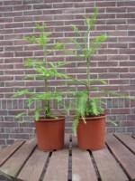 Hoogste boom ter wereld: Sequoia sempervirens Coast Redwood, Tuin en Terras, Planten | Bomen, Bloeit niet, Halfschaduw, Overige soorten