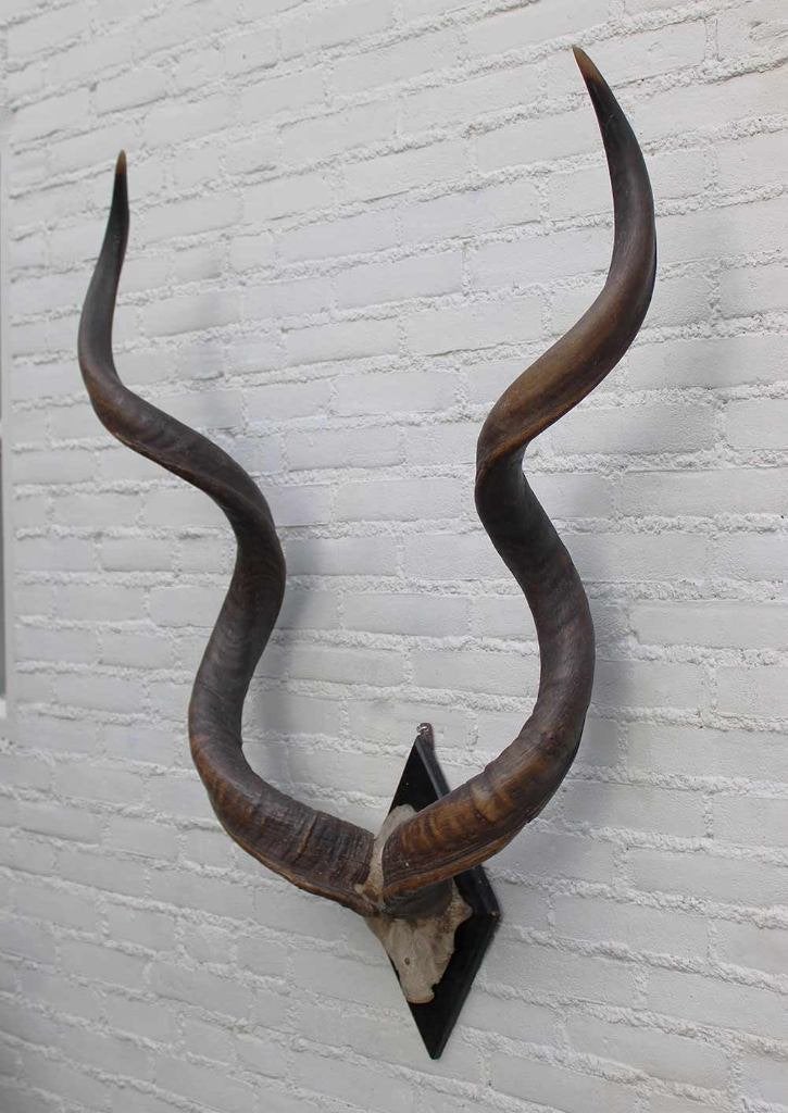 Grote oude schedel KUDU ANTILOPE op zwart houten schild (G), Ophalen, Gebruikt, Wild dier, Gewei of Kop