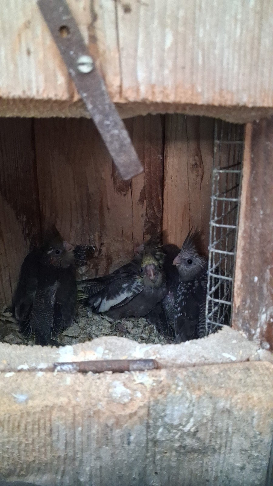 jonge valkparkieten, Meerdere dieren, Parkiet, Tam