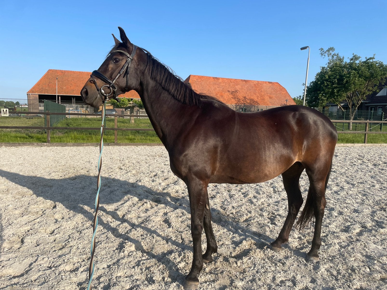 Lieve 15 jarige merrie, Merrie, Dressuurpaard, 160 tot 165 cm, 11 jaar of ouder