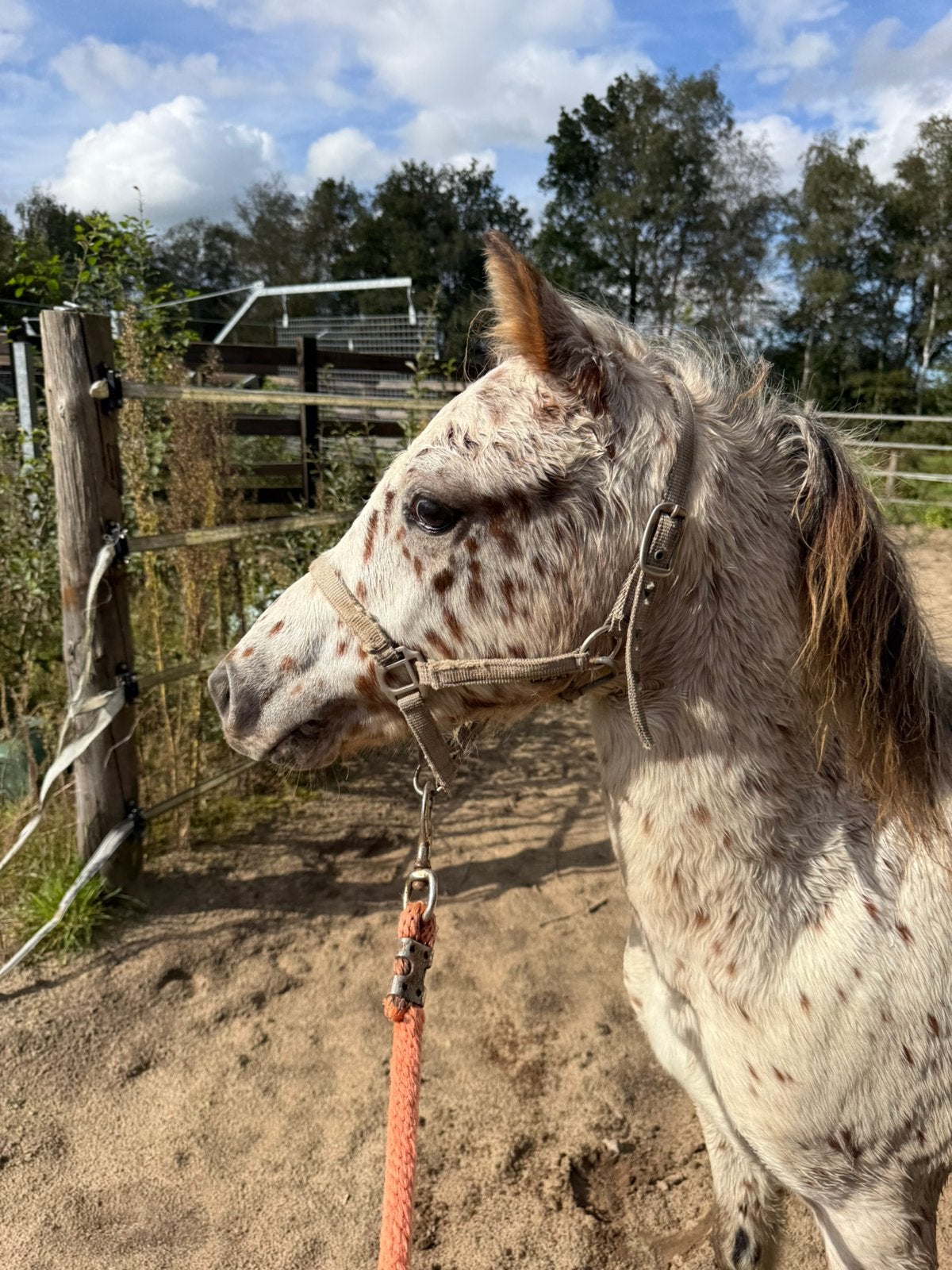 Meerdere Mooie ponys te koop, Meerdere dieren, B pony (1.17m tot 1.27m), 0 tot 2 jaar