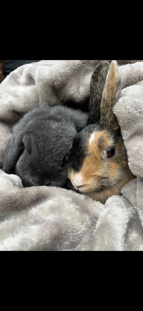 Twee lieve binnen konijntjes, Meerdere dieren, Dwerg