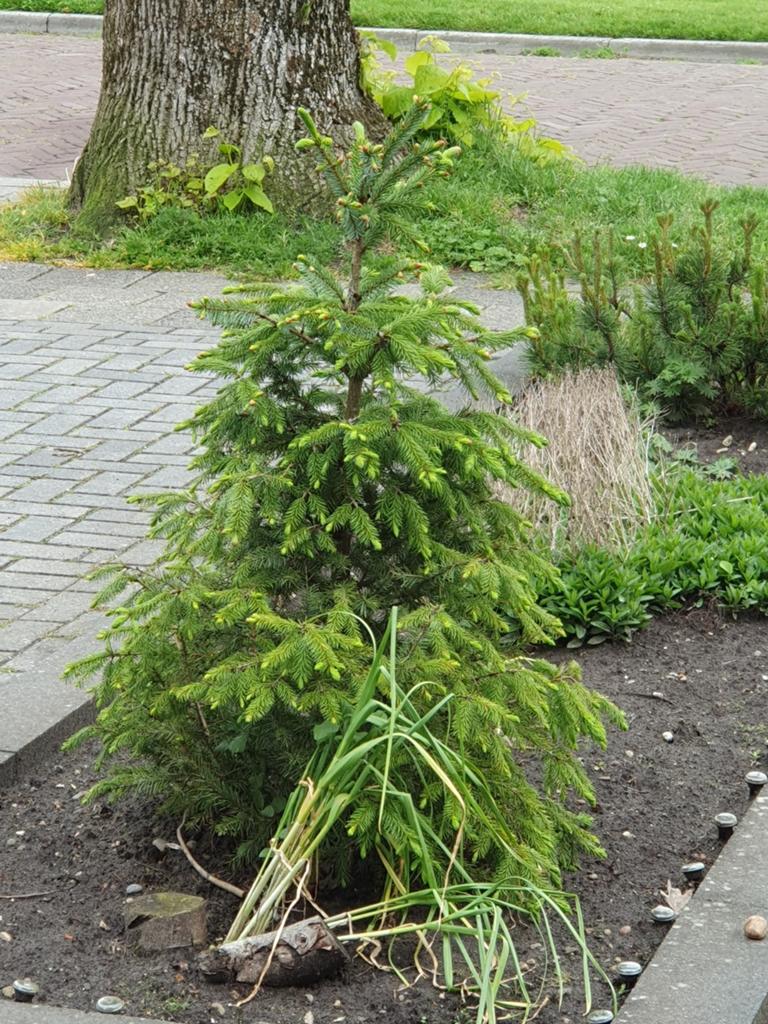 Dennenboompje, Ophalen of Verzenden, Overige soorten, Volle zon