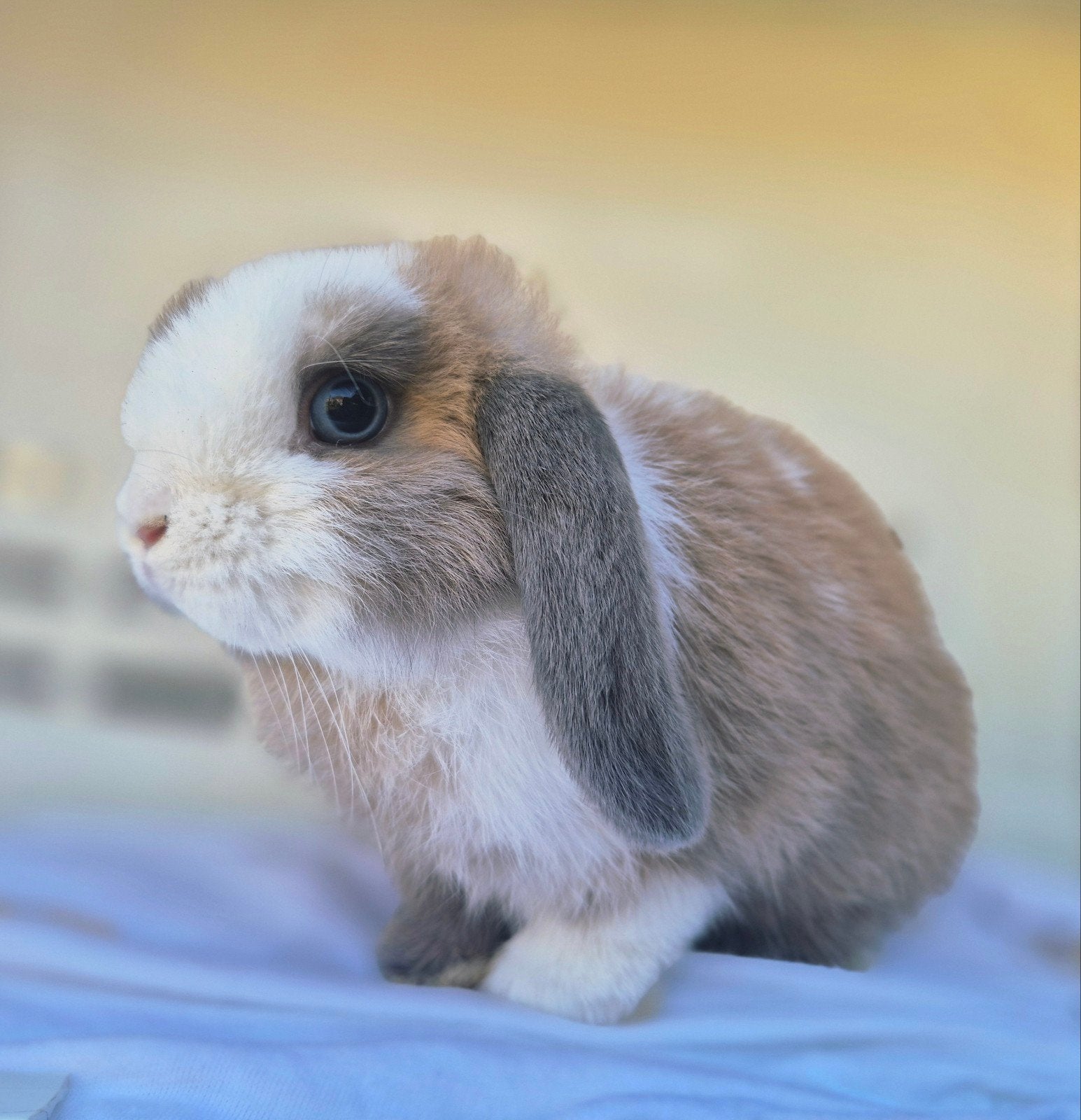 Mini Lop hangoordwerg konijn gevaccineerd, Mannelijk, Dwerg, Hangoor, 0 tot 2 jaar