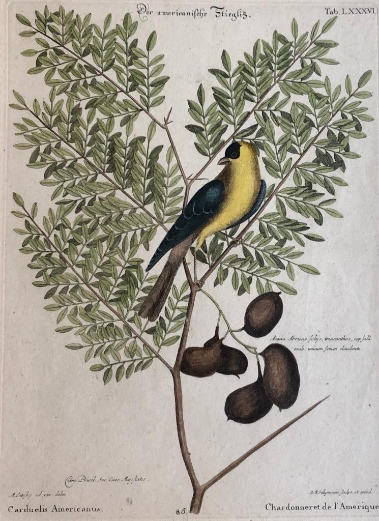 antieke prent Amerikaanse distelvink of wilde kanarie, Gravure, Flora en Fauna, 1700 - 1799, Handgekleurd