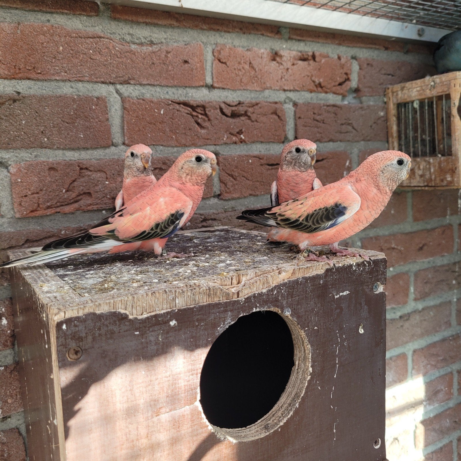 Mooie jonge Bourkes parkieten,met vaste ring, Dieren en Toebehoren, Vogels | Parkieten en Papegaaien, Meerdere dieren, Parkiet
