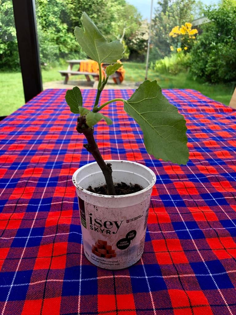 Vijgenboompje, Ophalen, Minder dan 100 cm, In pot, Vijgenboom