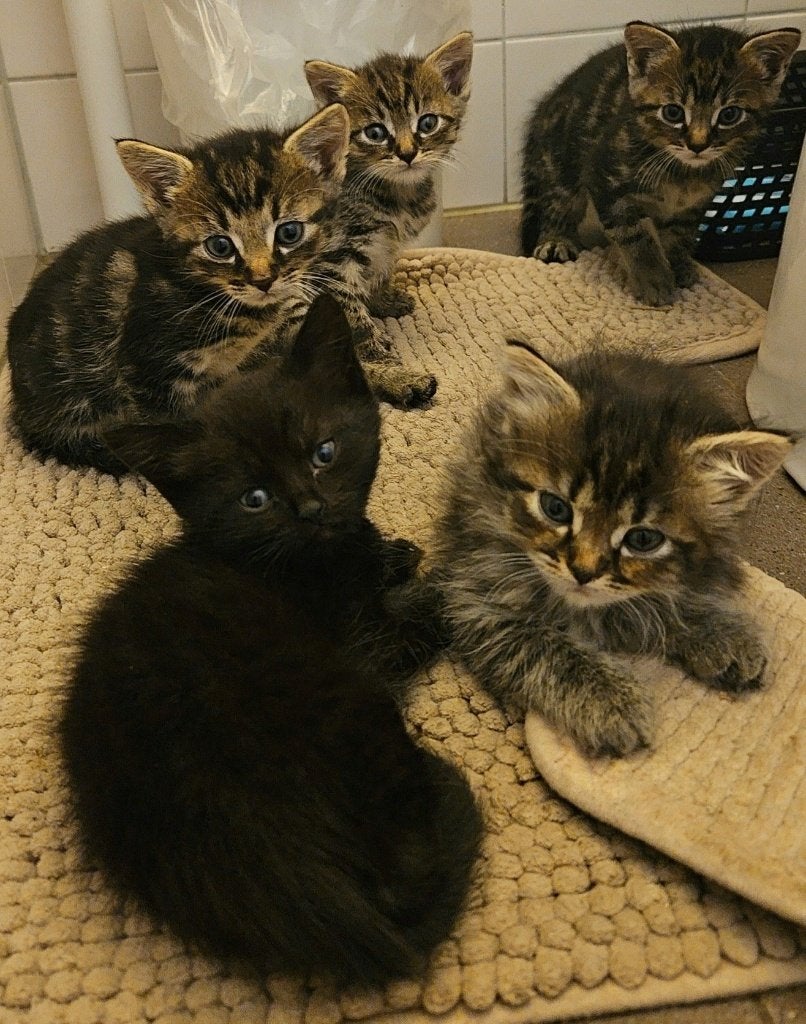 Kittens 8 weken oud, Meerdere dieren, 0 tot 2 jaar