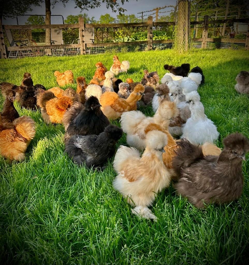 Broedeieren Zijdehoender USA verschillende kleuren!, Dieren en Toebehoren, Pluimvee, Geslacht onbekend, Kip