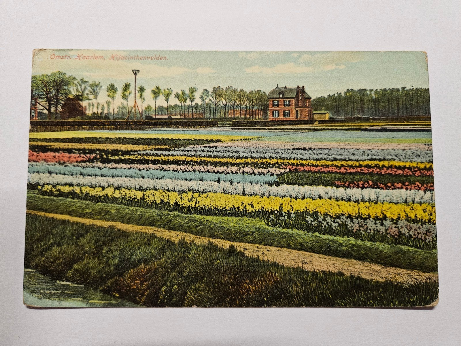 31) hyacinten velden Haarlem, Ophalen of Verzenden, Voor 1920, Gelopen, Noord-Holland