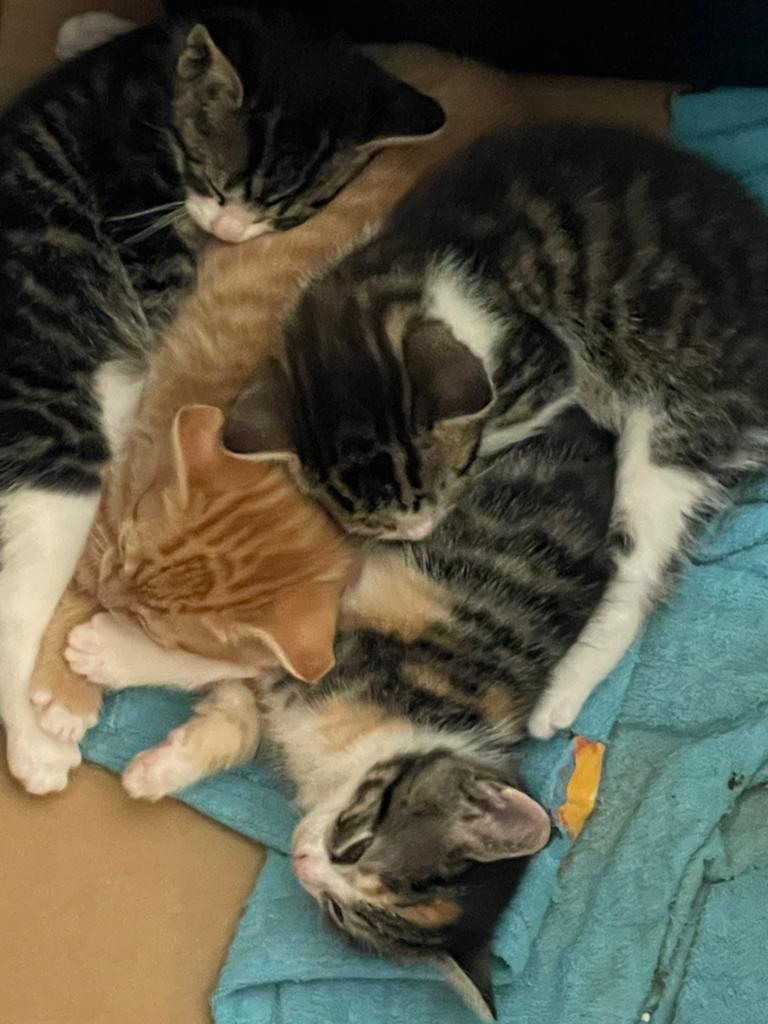 Kittens van de boerderij, Dieren en Toebehoren, Meerdere dieren