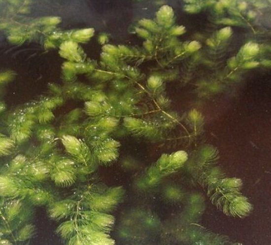 Zuurstofplant (Hoornblad), Tuin en Terras, Vijvers, Ophalen, Nieuw