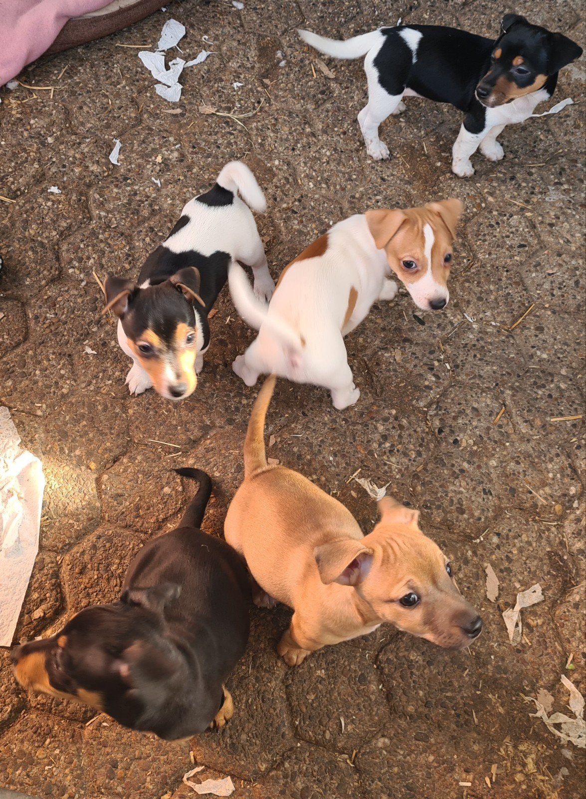 Geweldige Jack Russell Terriër pups, Dieren en Toebehoren, CDV (hondenziekte), Jack Russell Terriër, 8 tot 15 weken, Meerdere