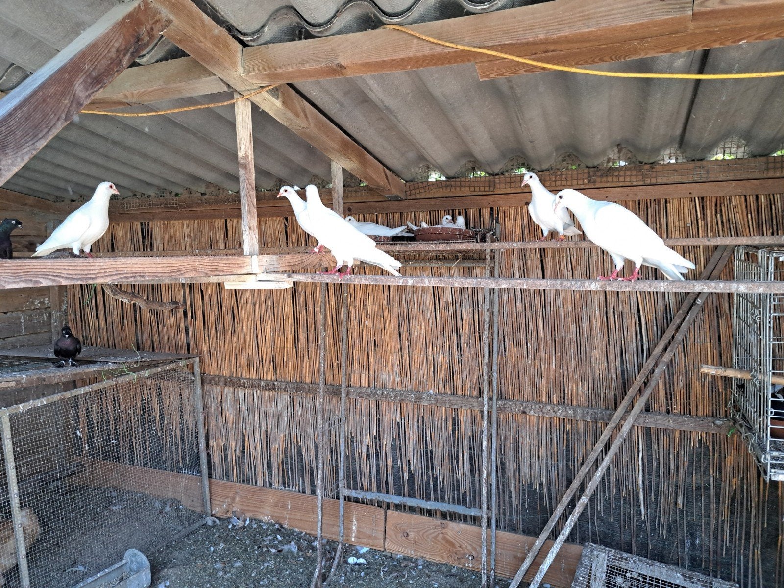 2 koppels jonge witte postduiven, Dieren en Toebehoren, Vogels | Duiven, Meerdere dieren, Postduif