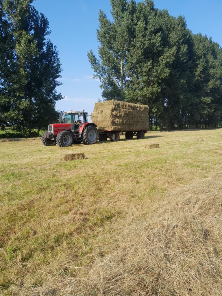 Hooi in voor verkoop, Meerdere dieren, Schaap