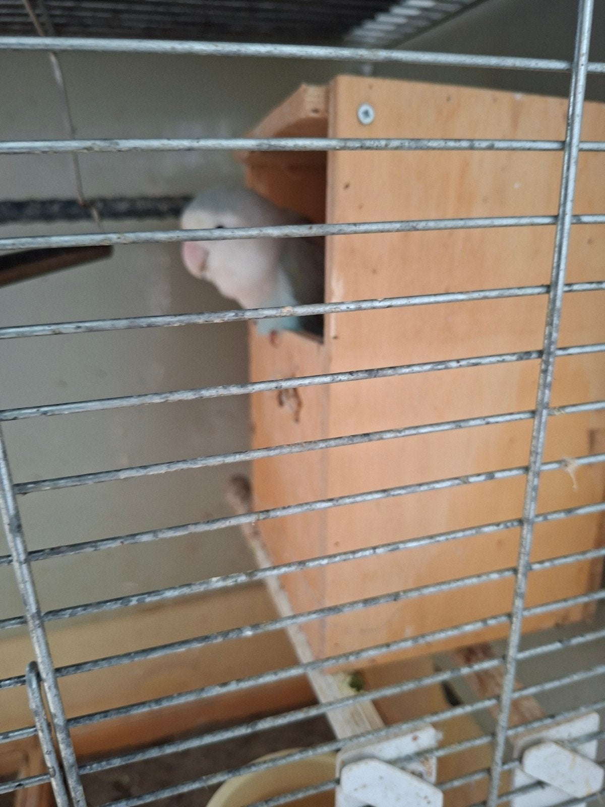 Agapornis - vrouwtje - Bijt graag!, Dieren en Toebehoren, Ophalen, Zo goed als nieuw, Aluminium, Overige typen