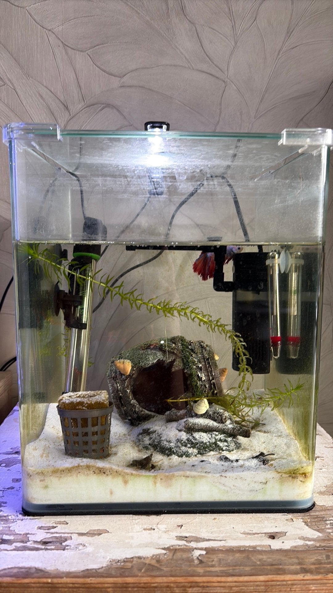 ingericht aquarium, Dieren en Toebehoren, Vissen | Aquaria en Toebehoren, Ophalen, Zo goed als nieuw, Gevuld zoetwateraquarium