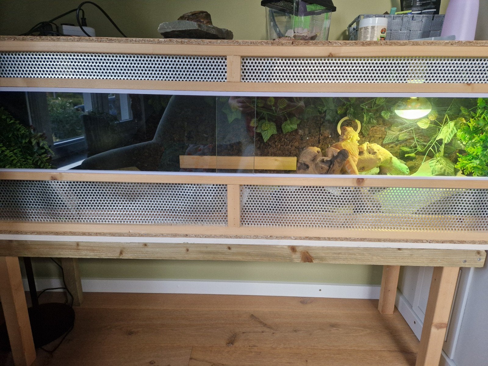 Baardagaam met terrarium en toebehoren Bearded Dragon photo 3