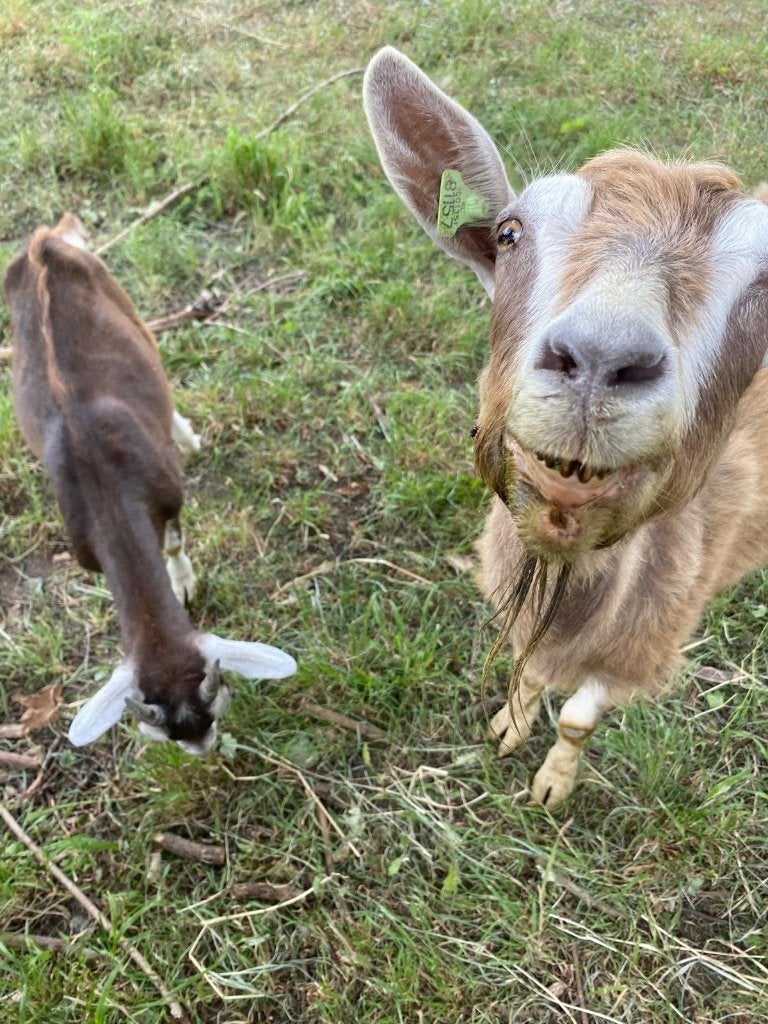5 Toggenburger en Saanen geiten Mieke en bok gecastreerd, Dieren en Toebehoren, Meerdere dieren, Geit, 0 tot 2 jaar