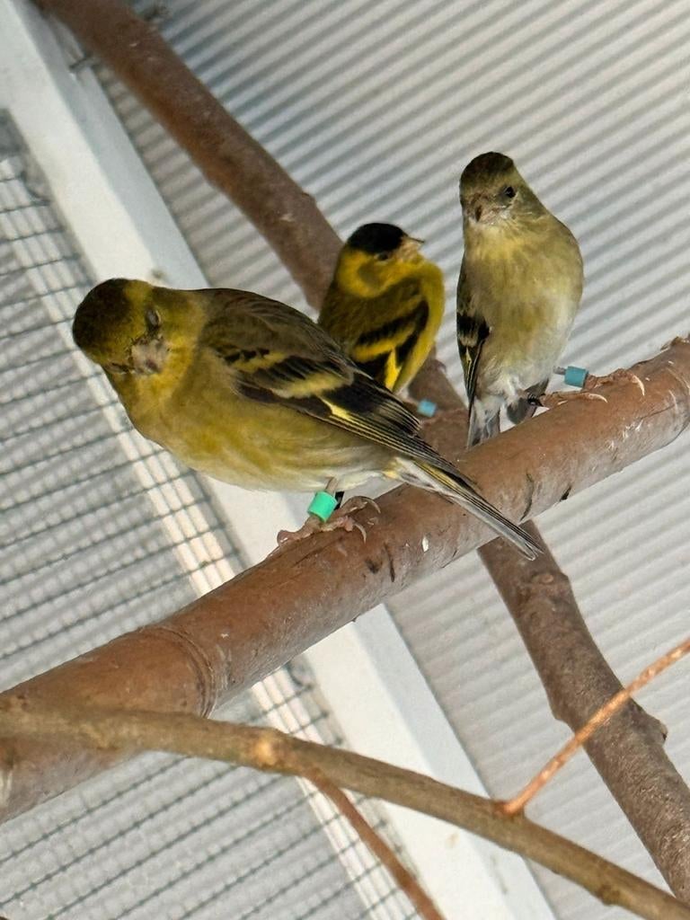Gevraagt baardsijs,five fancy., Meerdere dieren, Postuurkanarie
