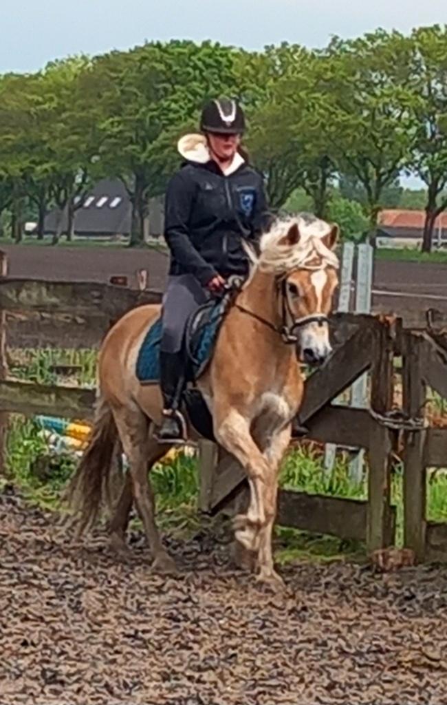 Superleuke 3jr haflinger ruin, zadelmak ongeveer 1.50., Dieren en Toebehoren, E pony (1.48m - 1.57m), Met stamboom, Ruin, Dressuurpony