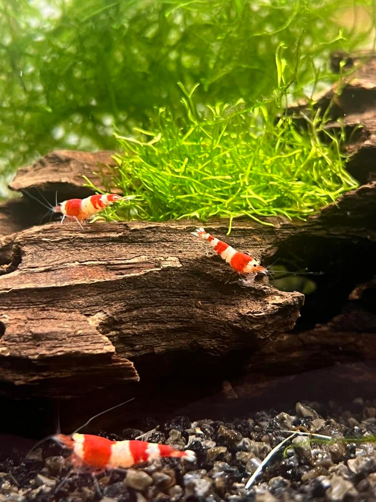 Crystal red caridina garnalen high grade (kraan water ), Kreeft, Krab of Garnaal