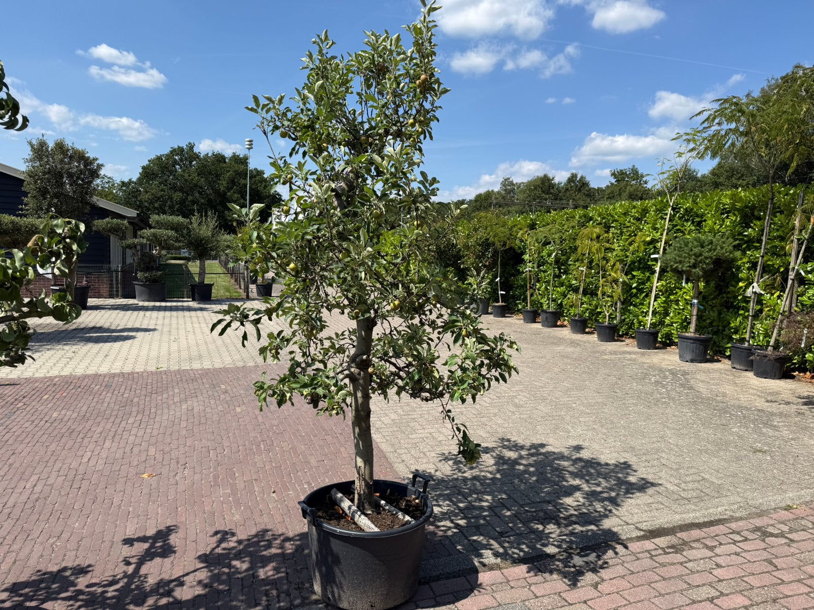 Elstar Appelboom 300cm hoog inclusief pot, Tuin en Terras, Planten | Fruitbomen, Ophalen, 250 tot 400 cm, In pot, Appelboom