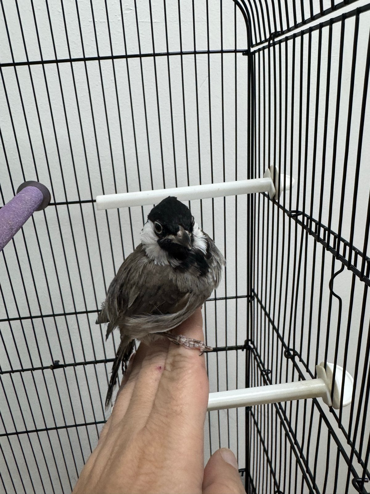buulbuul, Dieren en Toebehoren, Vogels | Overige Vogels, Mannelijk, Tam