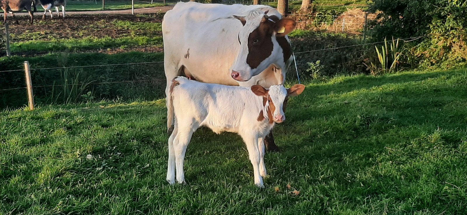 Supermooie MRIJ zoogstel!, Dieren en Toebehoren, Vrouwelijk