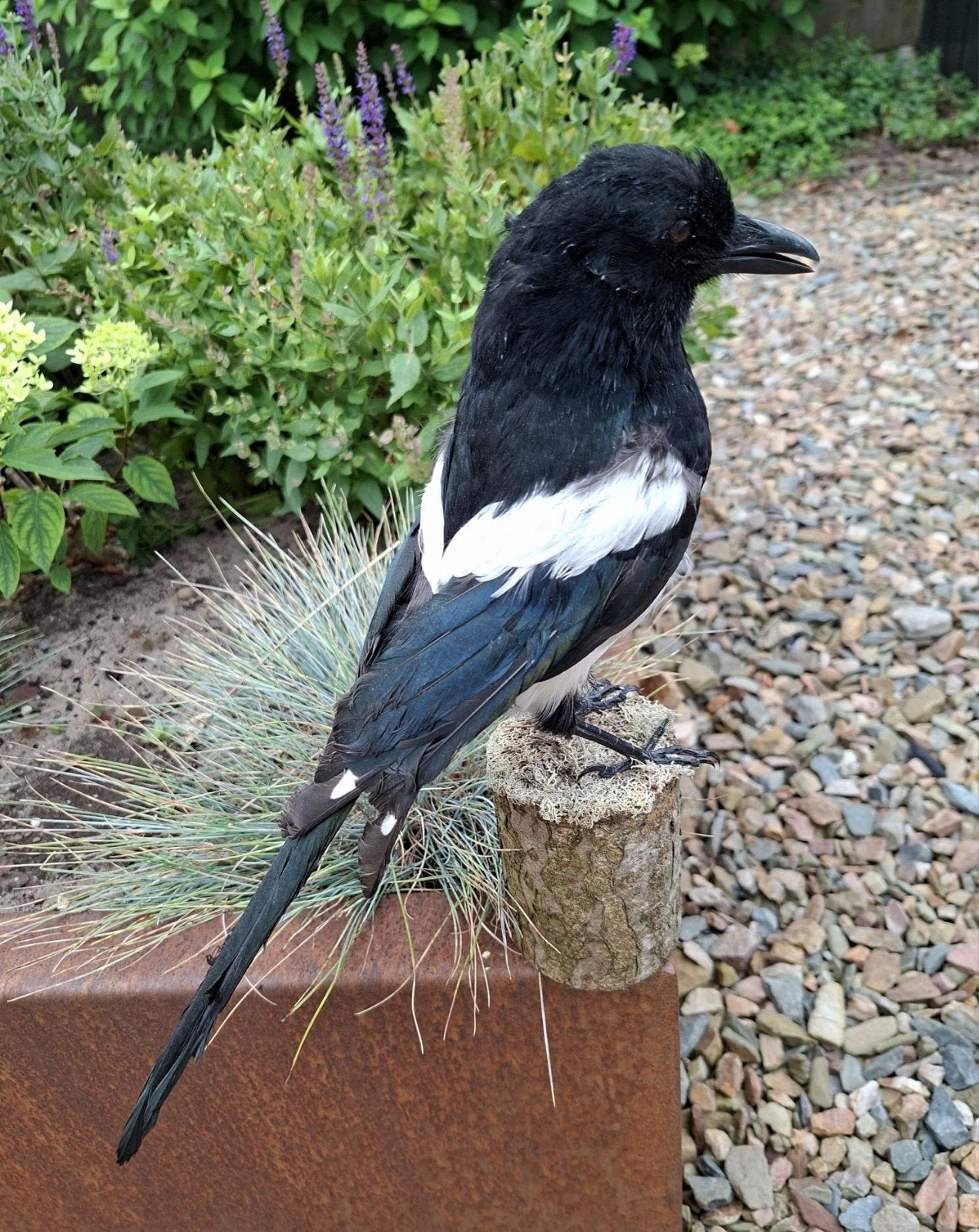 opgezette  vogelo0, Ophalen of Verzenden, Zo goed als nieuw, Vogel, Opgezet dier
