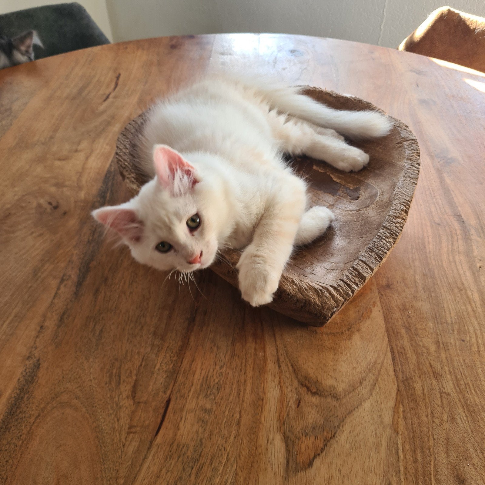 Maine Coon x Ragdoll Kittens creme katertje 😍, Meerdere dieren, Gechipt, 0 tot 2 jaar