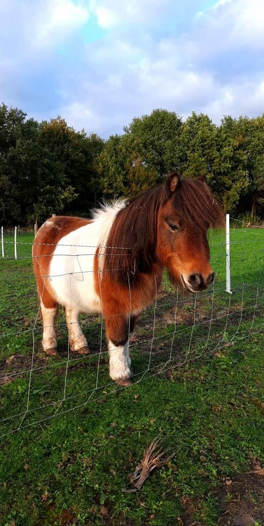 Weidegang aangeboden voor shetlander ruin, Dieren en Toebehoren
