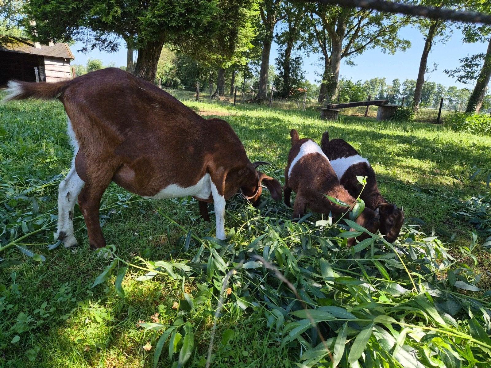 Boergeit met geit en boklam, Dieren en Toebehoren, Schapen, Geiten en Varkens, Meerdere dieren, Geit, 0 tot 2 jaar