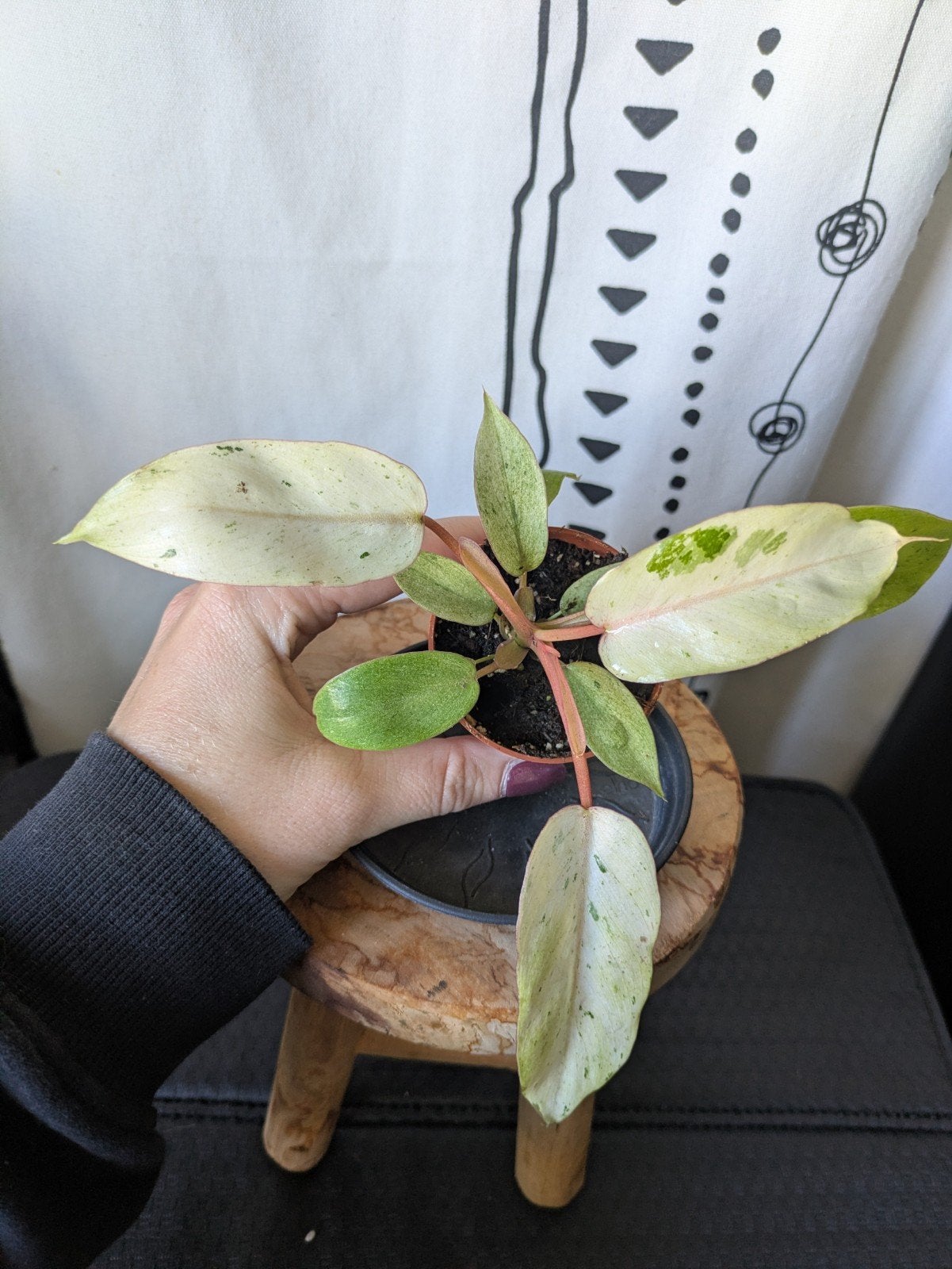 Philodendron Snowdrift, Ophalen of Verzenden, Halfschaduw, Minder dan 100 cm