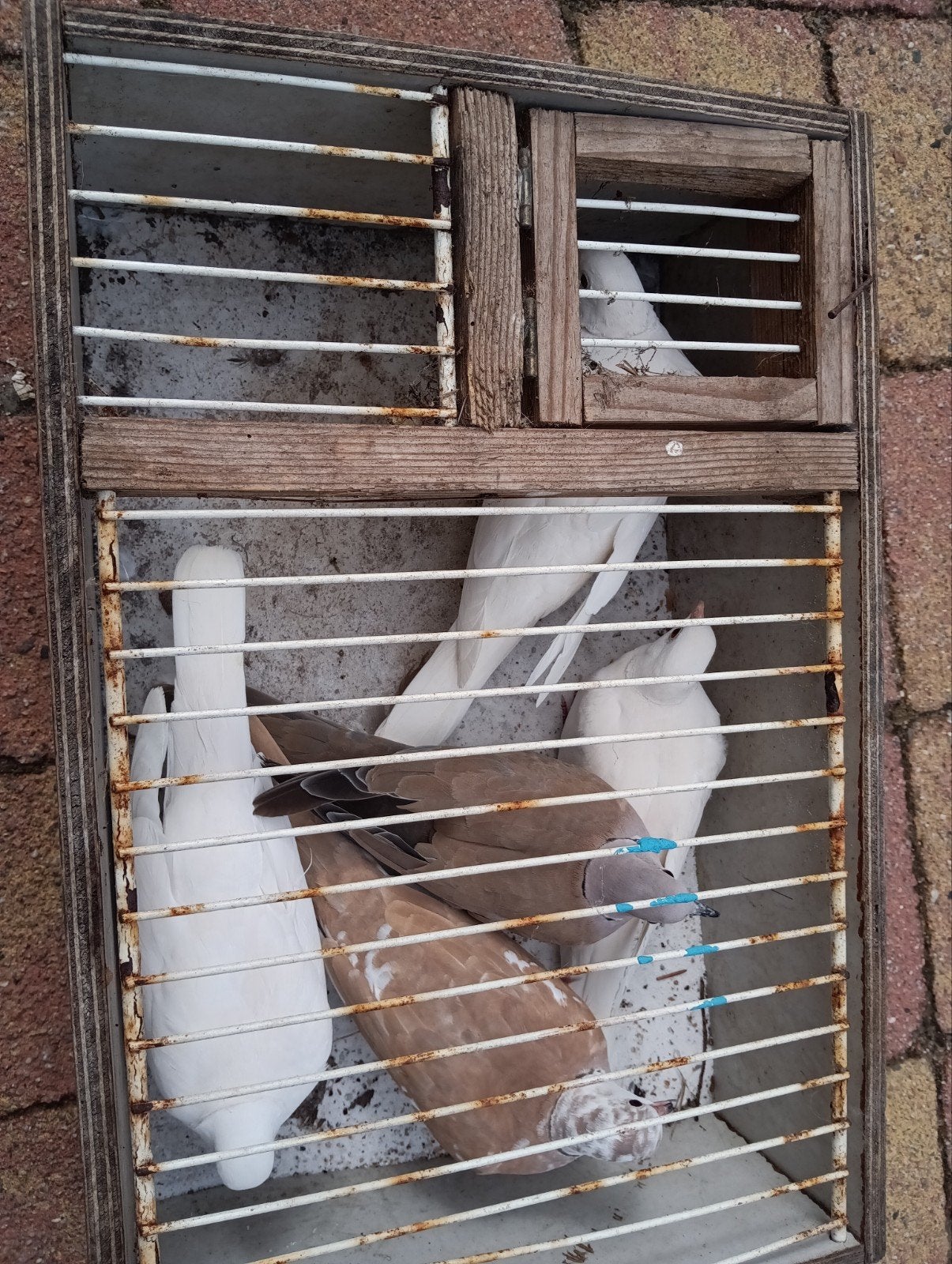 5 tortelduiven tekoop
