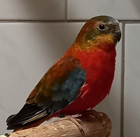 Turquosine opaline roodbuik, Dieren en Toebehoren, Vogels | Parkieten en Papegaaien, Mannelijk, Parkiet, Geringd