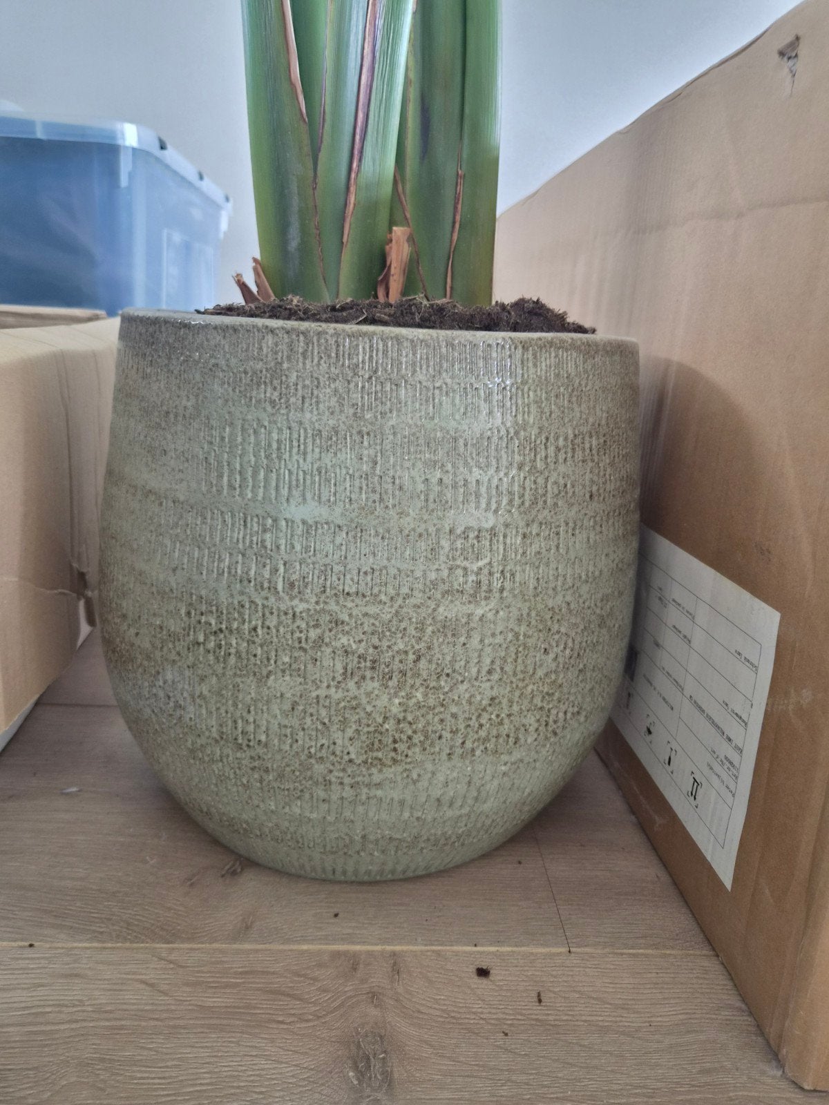 Grote Strelitzia Nicolai (Paradijsvogelplant) - 2 meter hoog, Huis en Inrichting, Ophalen, Halfschaduw, 200 cm of meer
