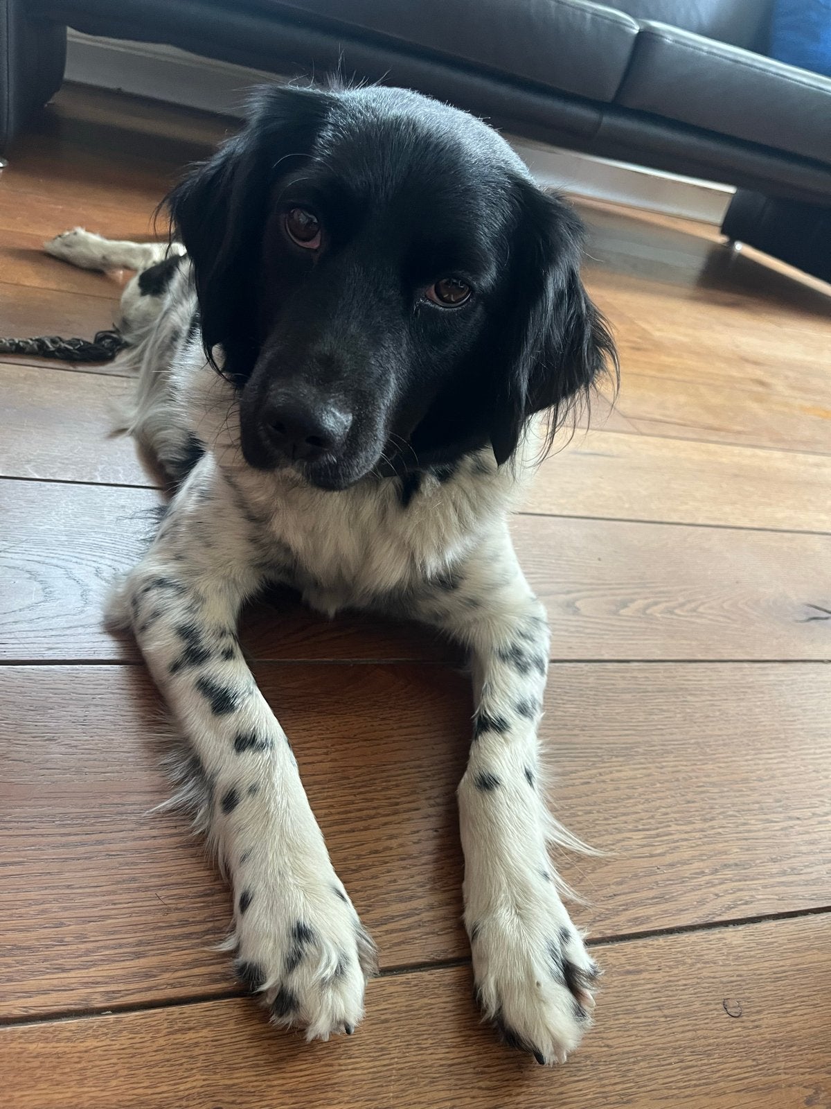 Nestje stabij pups eind augustus., Teef, Parvo, Eén hond, Nederland