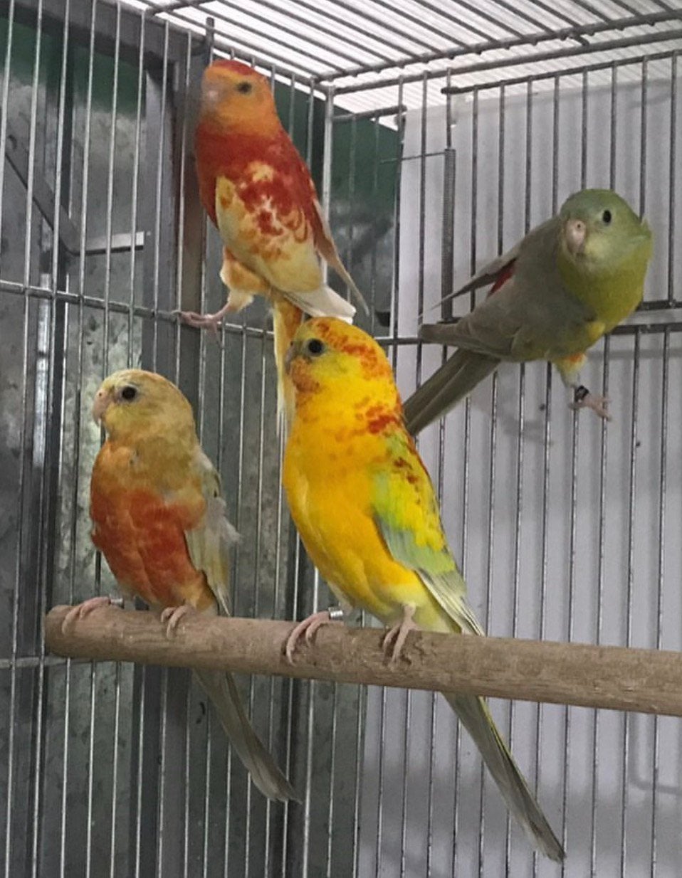 australische parkieten neophemas , roodrug , bourks , etc, Dieren en Toebehoren, Meerdere dieren, Papegaai