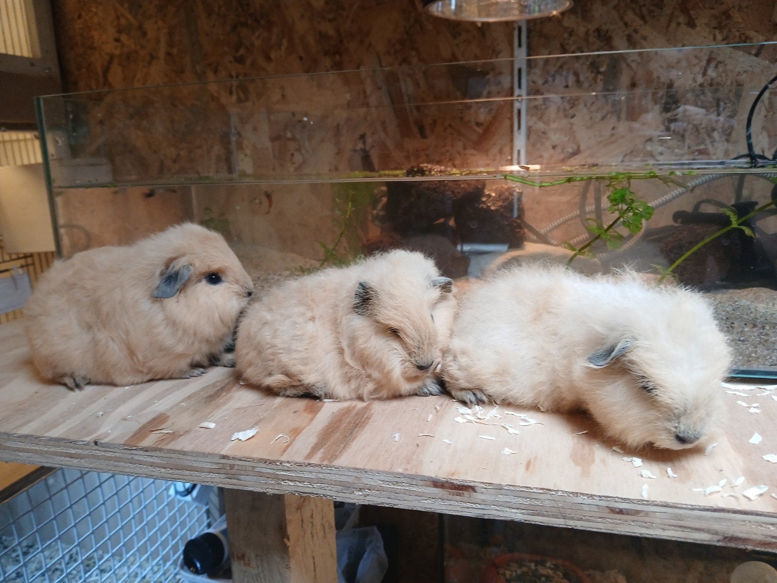 Californië crème teddy, Dieren en Toebehoren, Knaagdieren, Cavia, Juni, Meerdere dieren, Tam