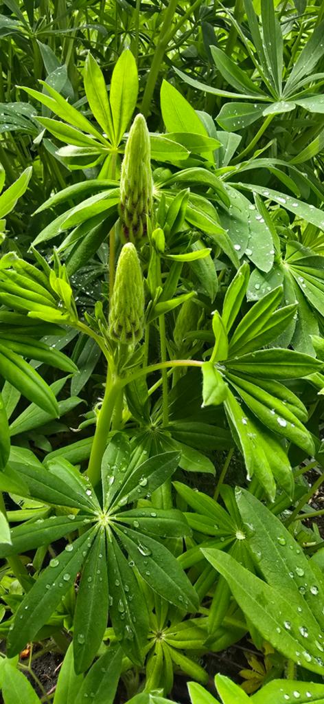 Lupine plant - Prachtige bloemknoppen, Tuin en Terras, Planten | Tuinplanten, Ophalen of Verzenden
