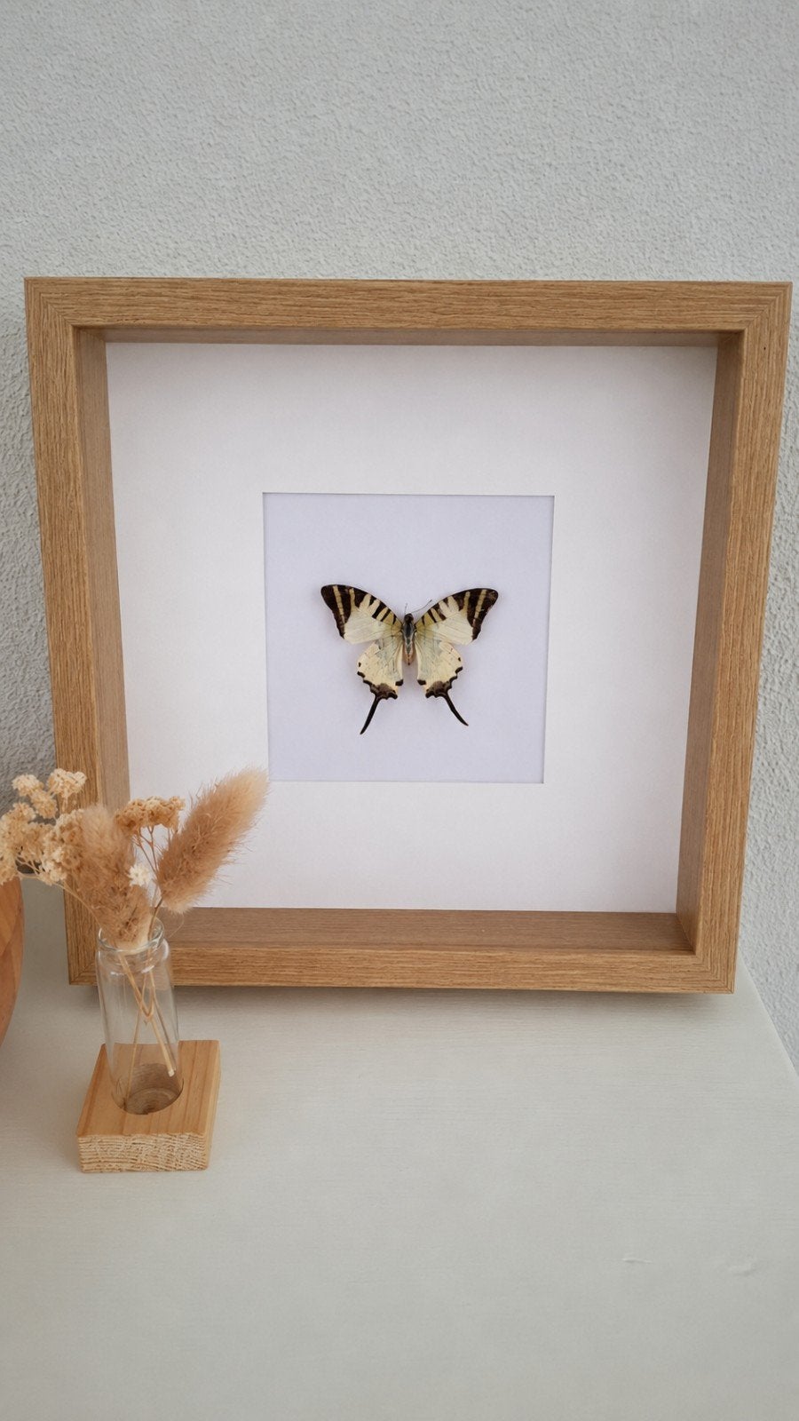 Prachtige vlinder in mooie lijst, Ophalen, Insect, Opgezet dier
