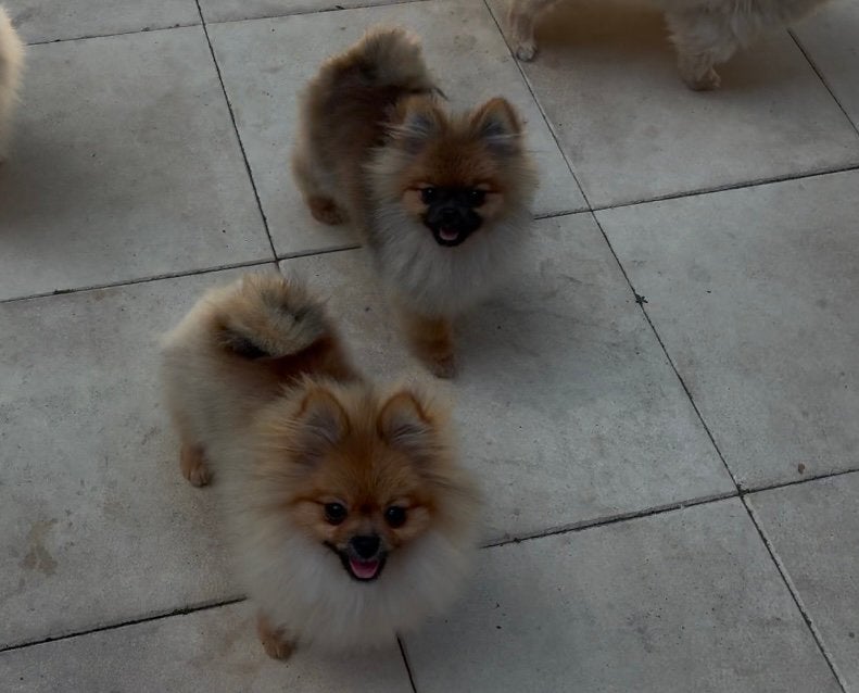 Pomeranian | Pomeriaan | Reu | Stamboom, Dieren en Toebehoren, Particulier, Keeshond, 15 weken tot 1 jaar, Reu
