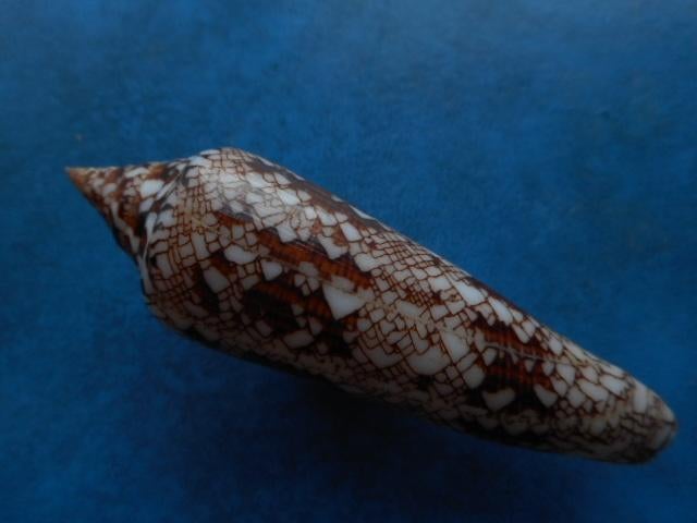 Schelpen: Conus bengalensis Okutani (diversen) 82,5-116mm, Verzamelen, Mineralen en Fossielen, Verzenden, Schelp(en)