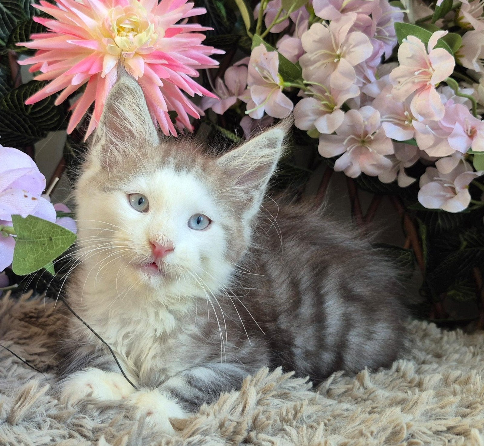maine coon kitten met stamboom, blauw oog, shaded, RUS lijn, Kater, Met stamboom, 0 tot 2 jaar
