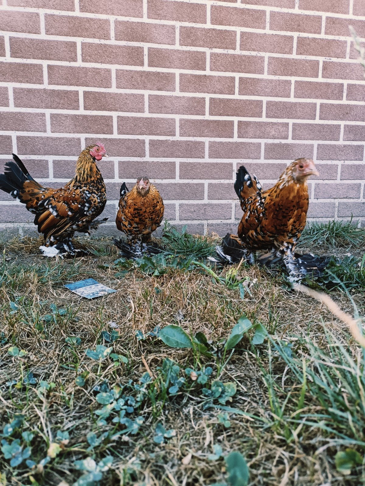 zabelpoot kril, Meerdere dieren, Kip